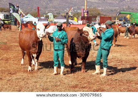 THABAZIMBI, SOUTH AFRICA - August 1:  Cattle Breeders Championship at Thabazimbi Show, on August 1, 2014 at Thabazimbi, South Africa. Brown with white on head Simmentaler cows with handlesr photo.