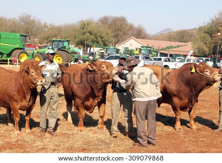 THABAZIMBI, SOUTH AFRICA - August 1:  Cattle Breeders Championship at Thabazimbi Show, on August 1, 2014 at Thabazimbi, South Africa. Dexter bulls being inspected by show judge, Dr. Peter Milton.