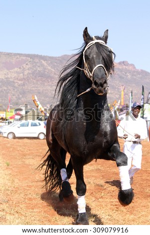 THABAZIMBI, SOUTH AFRICA - August 1:  Friesian horse show at Thabazimbi Agricultural Show, on August 1, 2014 at Thabazimbi, South Africa. Handler letting lovely black Friesian horse gallop.