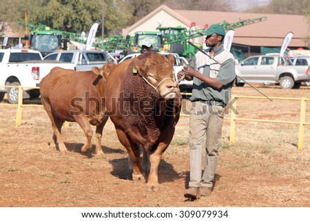 THABAZIMBI, SOUTH AFRICA - August 1:  Cattle Breeders Championship at Thabazimbi Show, on August 1, 2014 at Thabazimbi, South Africa. Dexter bulls being lead in arena by handlers.