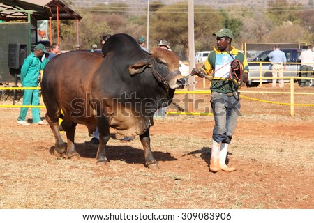 THABAZIMBI, SOUTH AFRICA - August 1:  Cattle Breeders Championship at Thabazimbi Show,  on August 1, 2014 at Thabazimbi, South Africa. Brown Brahman bull lead by handler photo.