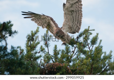 Adult Short-toed snake eagle with prey falls to the nest