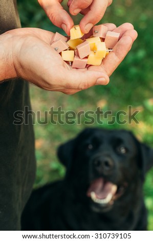Doghunter: man gives dog food with nails
