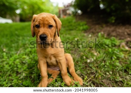 Red Fox Labrador Stock Photos Stock Images And Vectors Stockfresh