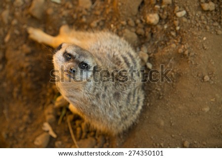 Animal looking up/I see you/Africa Meerkat.