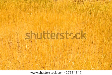 Bright yellow grass in steppe