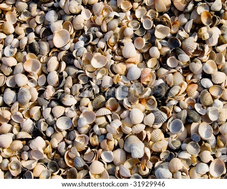 small shells on the seashore