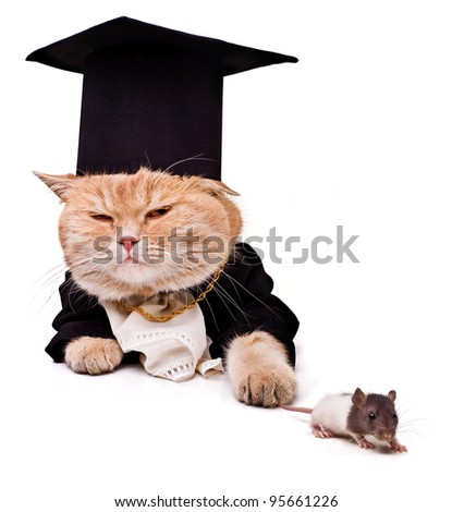 intelligent cat with a mouse for the laptop.Animal in the academic robes on a white background