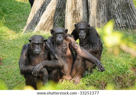 three monkey on a grass looking with camera
