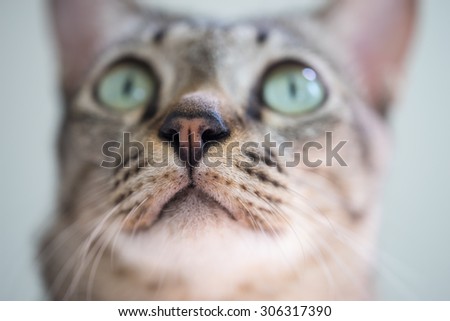 Selective focus on cat nose and Cat eyes pleading.