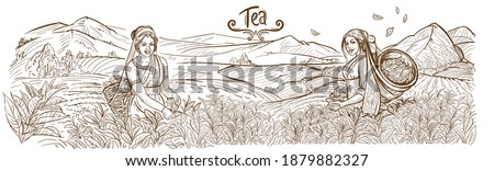 
The girl collects tea leaves in a basket on a plantation in the mountains of India. Mountain landscape. Outline drawing, sketch, lines