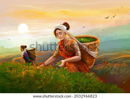 Tea pickers. The illustration shows two girls picking tea on a plantation. In the foreground a woman in national costume is picking leaves, the second one is further away, it is evening and the sun is