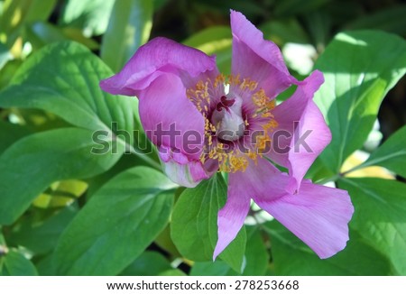 gentle spring purple flower
