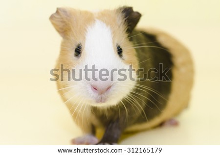 Guinea Pig House animal on yellow background