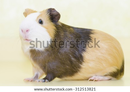 Guinea Pig pet animal on yellow background