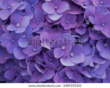 Similar – Image, Stock Photo Close up purple blooming lavender flowers, low angle side view