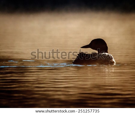 Watchful loon in silhouette swimming in the golden morning mist and light/Loon in a Golden Mist