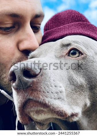 Similar – Image, Stock Photo Portrait of a weimaraner dog on the grass. Sepia tone photography.
