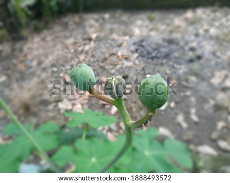 Shutterstock Puzzlepix