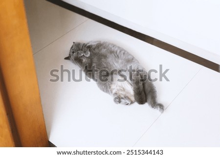 Similar – Image, Stock Photo Cat lies in the arms of a woman in the home office