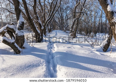 Similar – Image, Stock Photo frosty walk Feet Plant
