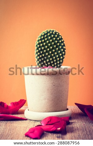 Cactus and orange background vintage tone