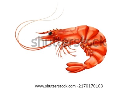 Shrimp high detailed background. Prawn detailed vector. Realistick vector. Freah shrimp. Food market product. Fresh seafood. Fish restaurant. Healthy meal. Cooking background. Ocean prawn. Sea food.