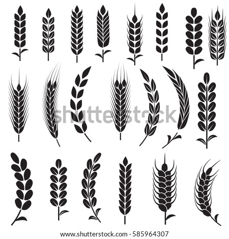 Wheat Ears Icons and Logo Set. For Identity Style of Natural Product Company and Farm Company. Organic wheat, bread agriculture and natural eat. Contour lines. Flat design.