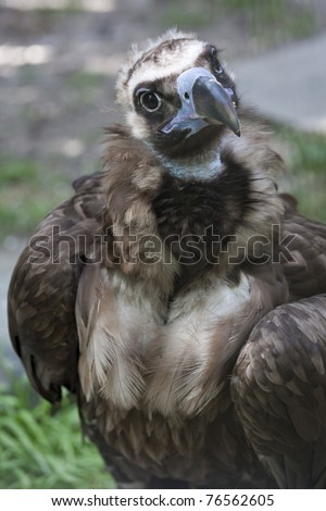 Black Baby Vulture Sunning In A Tree Stock Photo 76562605 : Shutterstock