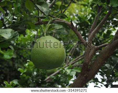 Closeup of fruit of pommelo, pomelo, or pummelo fruit on tree