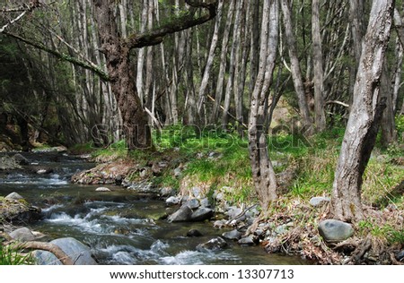 Stream in the forest from Cyprus nature