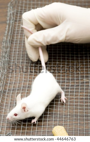 Mouse in laboratory. Scientific experiment