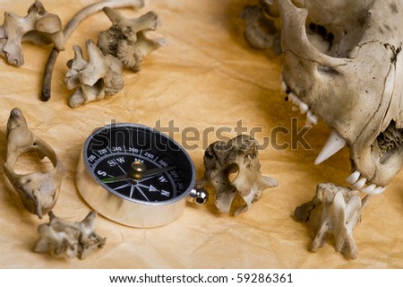 Compass with skull raccoon. Discovery  background