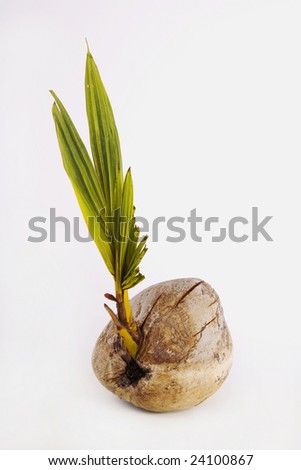 A Baby Palm Tree Rises Out Of A Fallen Coconut Stock Photo 24100867 ...