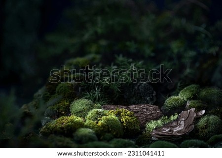 Similar – Image, Stock Photo Empty platform with plant leaves on beige background