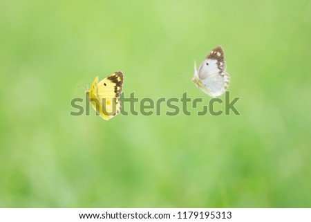 Similar – Image, Stock Photo Small cabbage white butterfly in light and shade