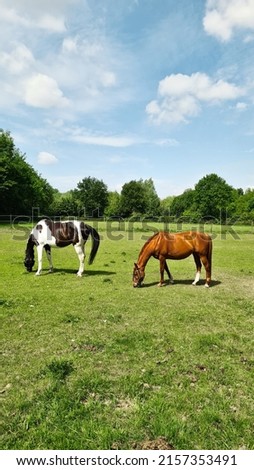 Piebald and bay horses graze in a meadow in Eindhoven, the Netherlands. May 2022 Сток-фото © 