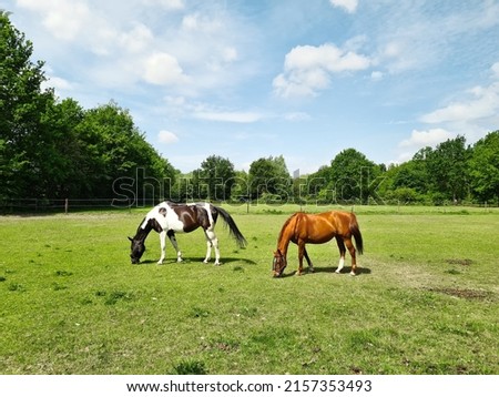 Piebald and bay horses graze in a meadow in Eindhoven, the Netherlands. May 2022 Сток-фото © 