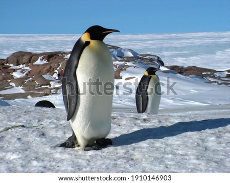 Emperor penguins flock Antarctica snow ice blue sky travel