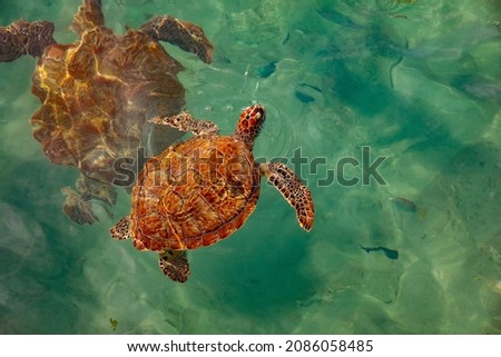 Giant swimming sea turtles near Playa Grandi, also known als Playa Piskado, on tropical island Curaçao Foto d'archivio © 