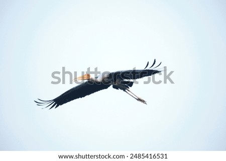 Similar – Foto Bild Storch beim Segelflug am Himmel