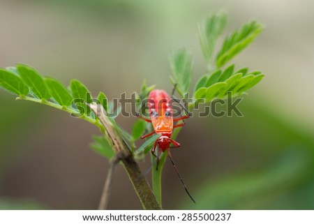 Small insect red stripes On leave. The simple beauty of nature .