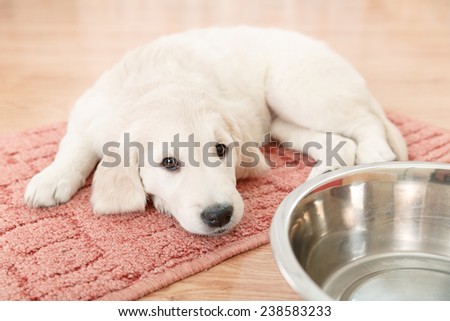 golden retriever puppy lying down near empty feeding bowl