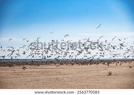 Similar – Image, Stock Photo Seagulls flying in the vivid blue sky