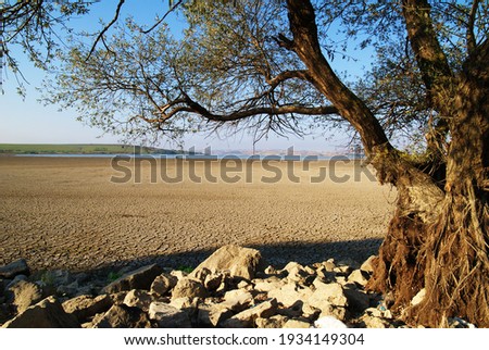 lakes and trees drying up as a result of global warming Stok fotoğraf © 