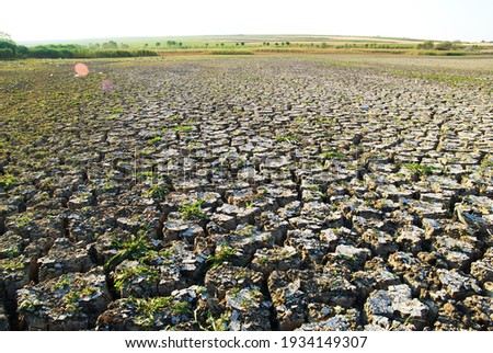 lakes and trees drying up as a result of global warming Stok fotoğraf © 