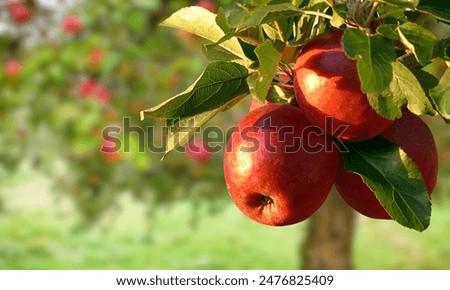 Similar – Image, Stock Photo Apple tree in autumn in a garden with an old farmhouse in the old town of Oerlinghausen near Bielefeld on the Hermannsweg in the Teutoburg Forest in East Westphalia-Lippe