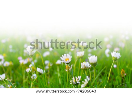 Grass with white daisies against a white background