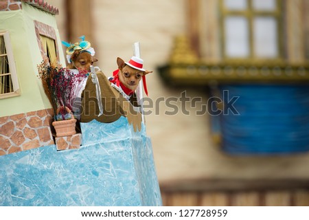 LAS PALMAS - FEBRUARY 3: Two years old Manolito (r) and five years old Lupita (l) from Canary Islands, performs onstage during the Carnival\'s Dogs Contest February 3, 2013 in Las Palmas, Spain