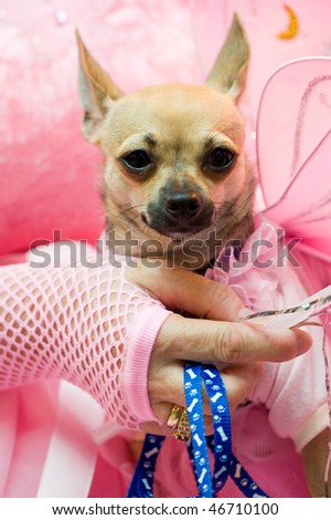 LAS PALMAS - FEBRUARY 14:  Candidate from the suspended contest, because of bad weather, during the Dog\'s Carnival February 14, 2010 in Las Palmas, Spain
